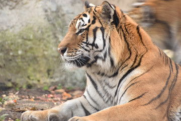 旭山動物園　トラ