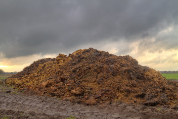 Organic farming: heap of manure mixed with straw on a field