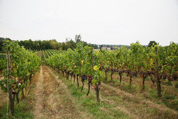 Fototapeta na wymiar vineyard in provence france