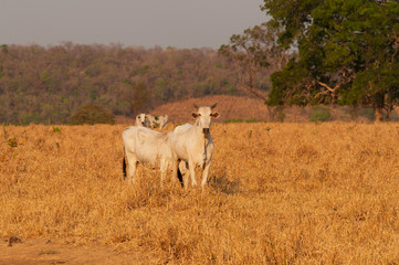 sunset at cattle farm in dry pasture central brazil