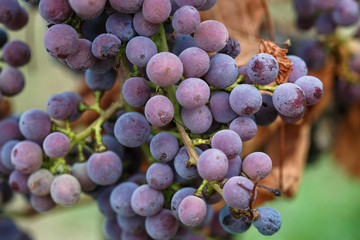 bunch of grapes