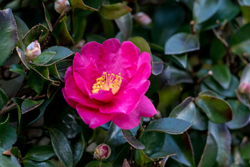Pink flower of the rosa rugosa rose