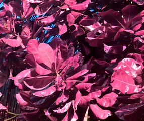 Beautiful infrared shots of tropical plants and leaves on the Seychelles