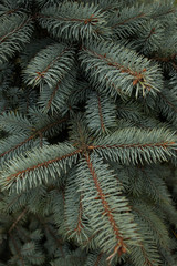 green needles Christmas tree closeup background