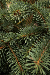 green needles Christmas tree closeup background