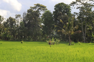 Obraz na płótnie Canvas A beautiful view of rice fields in Ubud area, Bali, Indonesia.