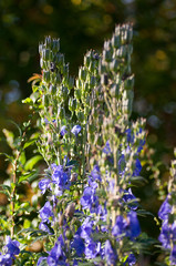 Delphinium Grandiflorum large-flowered delphinium bouquet larkspur
