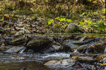 stream in forest