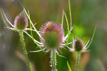 Wilde Karde (Dipsacus fullonum) Blütenstand