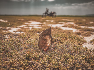 shell of crab in the wilderness