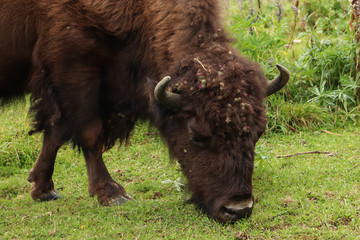 big bison grazing in the field