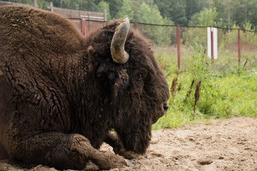 big bison grazing in the field