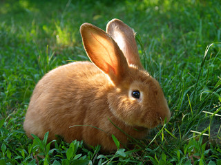 Beautiful red-haired domestic rabbit on the grass.