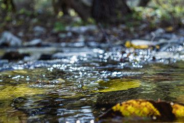 stream in the forest