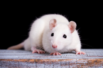 white rat on a  wooden table on a black background, place for your text, the symbol of the Chinese New Year