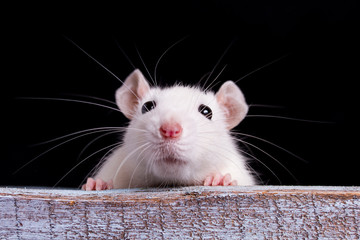 white rat on a  wooden table on a black background, place for your text, the symbol of the Chinese New Year