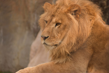 旭山動物園　ライオン
