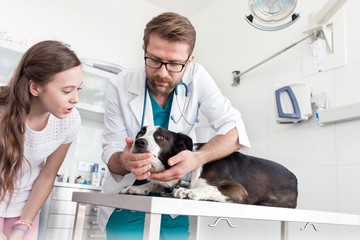 Vet examining dog's teeth in clinic
