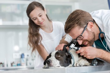 Vet using otoscope to check dog's ear in clinic