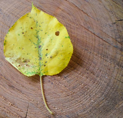 yellow leaves of an apricot tree on a wooden board, autumn leaf fall. Autumn concept