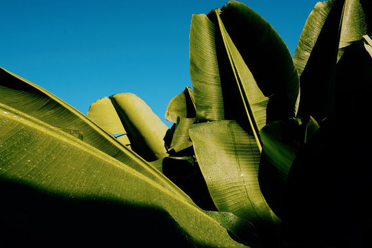 PLATANERAS II