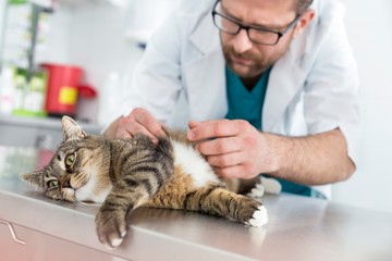Vet examining cat with the owner in clinic
