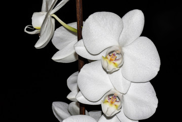 Naklejka na ściany i meble White orchid flowers on a black background