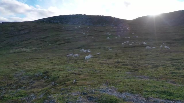 Rentiere in Finmark