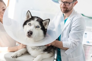 Photo of husky dog with cone being examined in Veterinary clinic © MDBPIXS