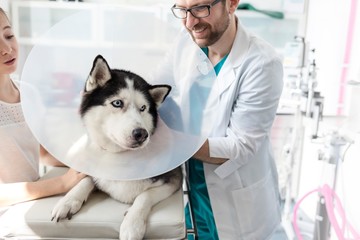 Photo of husky dog with cone being examined in Veterinary clinic