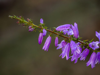 Macro photo of flowers. Flowers close-up.