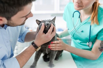 Photo of Man showing his cat's teeth to the vet in clinic