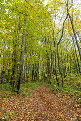 Autumn forest scene on a trail in Fruska Gora, Serbia