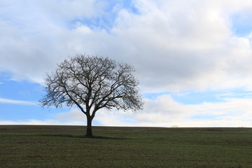 Baum ohne Blätter