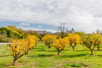 Fototapeta premium Royal Palace and Almudena Cathedral with trees with autumn color in Madrid