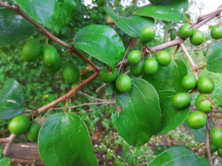 green tomatoes on the vine