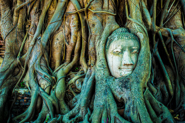 Statue in den Wurzeln von einem Baum