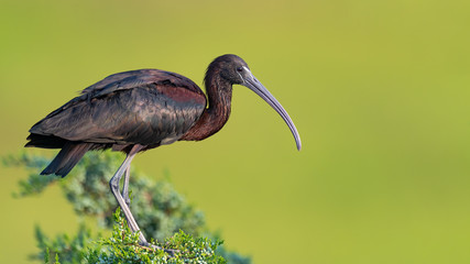 Closeup of a Glossy Ibis perched at the rookery against a green background.