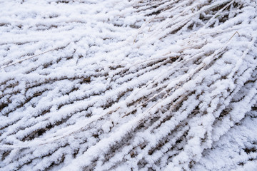 Texture of tall grass lying on the ground covered in icy snow.