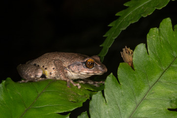 Obraz premium Raorchestes Dubois bush frog on leaf seen at Munnar,Kerala,India