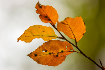 golden colored autumn leaves in nature