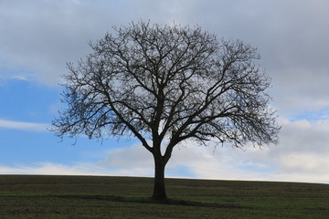 Obraz premium Kahler Baum