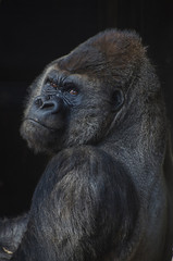 gorilla human look