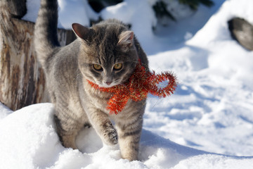 Magic grey cat with red christmas beads on snow background
