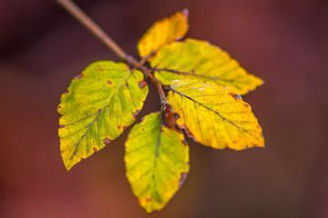 golden colored autumn leaves in nature