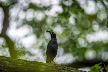 Crested Myna (Formal Name: Acridotheres cristatellus)
