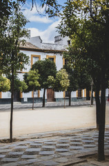 Square with orange trees in Sevilla, Spain