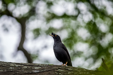Crested Myna (Formal Name: Acridotheres cristatellus)