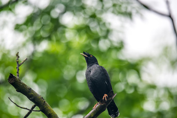 Fototapeta premium Crested Myna (Formal Name: Acridotheres cristatellus)