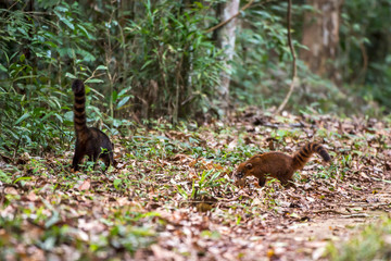 Naklejka na ściany i meble South American coati, or ring tailed coati photographed in Linhares, Espirito Santo. Southeast of Brazil. Atlantic Forest Biome. Picture made in 2013.